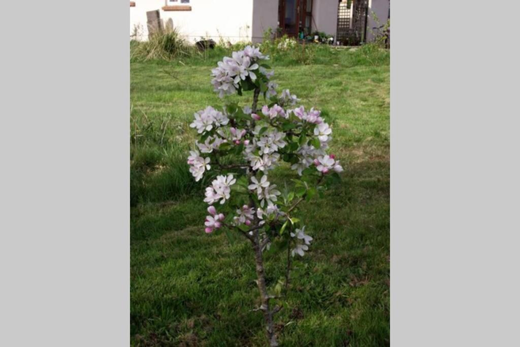 Driftwood Country Apartment Skibbereen Bagian luar foto